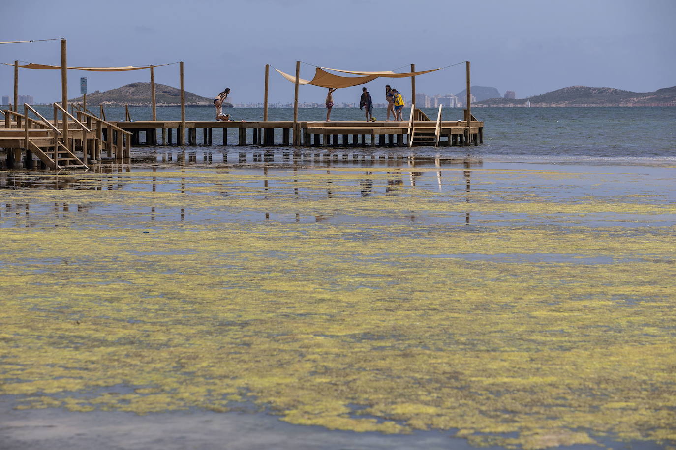 05/07/2021. Llevan varios lustros los vecinos de Los Urrutias, en el sur del Mar Menor, denunciando lo que para ellos es una postal que nadie querría mandar a un familiar lejano. Una postal de la vergüenza que, otro verano más, hizo elevar el tono de las protestas de los residentes en la zona durante la primera semana de julio por la «falta de atención de las autoridades», lo que provoca el estancamiento de aguas y malos olores, suciedad, plagas de mosquitos y de ratas. Una situación que, otro año más, no parece haber encontrado una solución definitiva para desgracia de un pueblo en el que también se han multiplicado los carteles de ‘se vende’ y ‘se alquila’. | J. M. RODRÍGUEZ