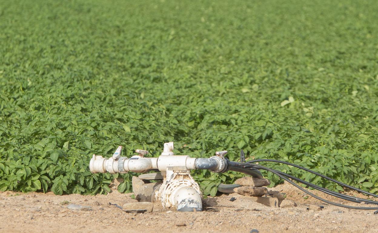 Cultivos regados con agua desalada en una imagen de archivo. 