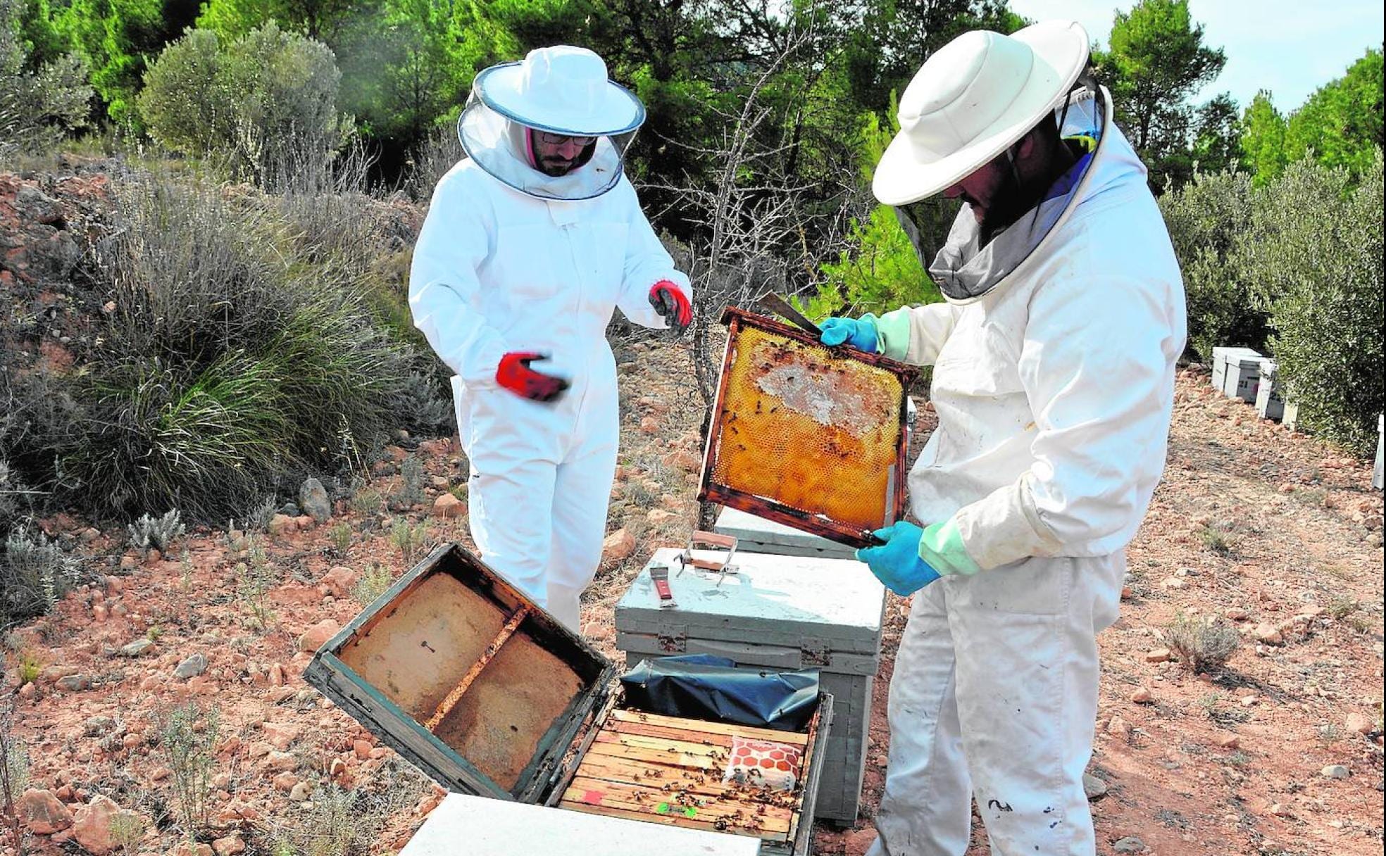 Dos apicultores trabajan con unas colmenas en Cieza.