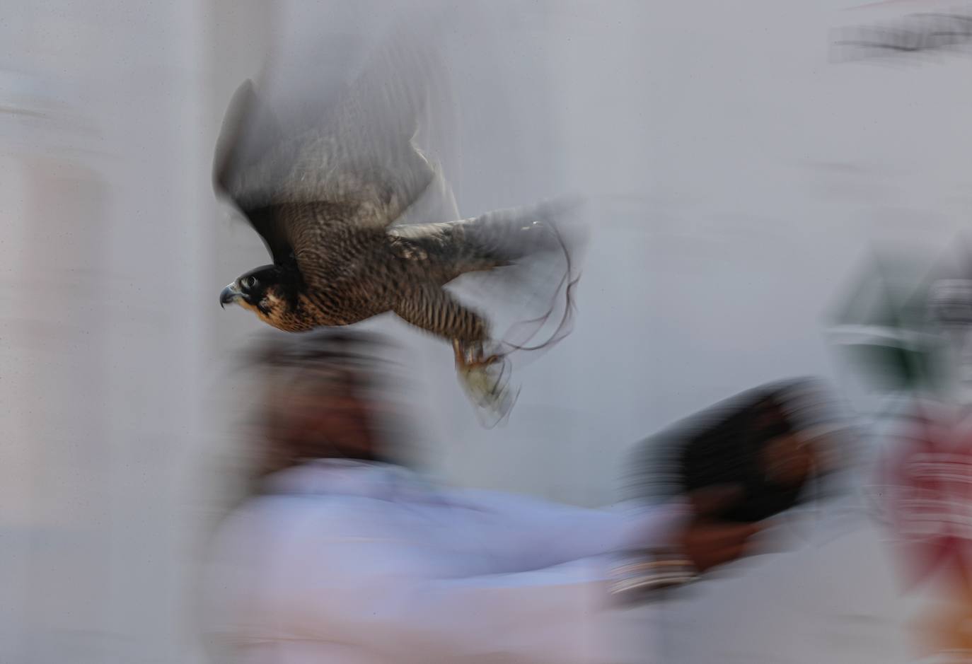 Fotos: Campeonato de Cetrería en Dubái