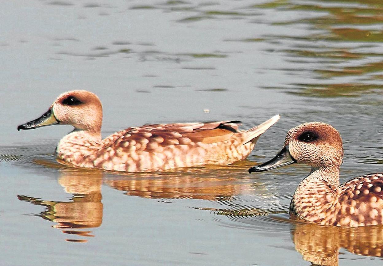 Cerceta Pardilla ('Marmaronetta angustirostris'). 