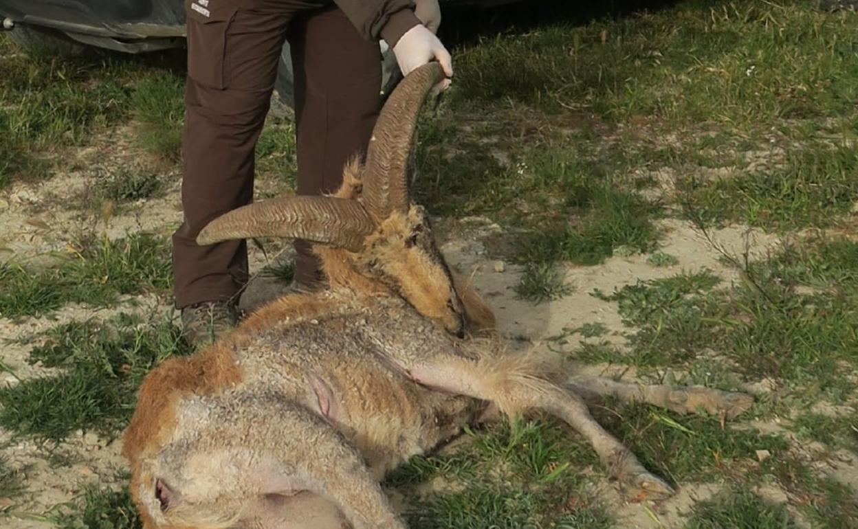 Un agente medioambiental observa el cadáver de un arruí, muerto a causa de la sarna. 