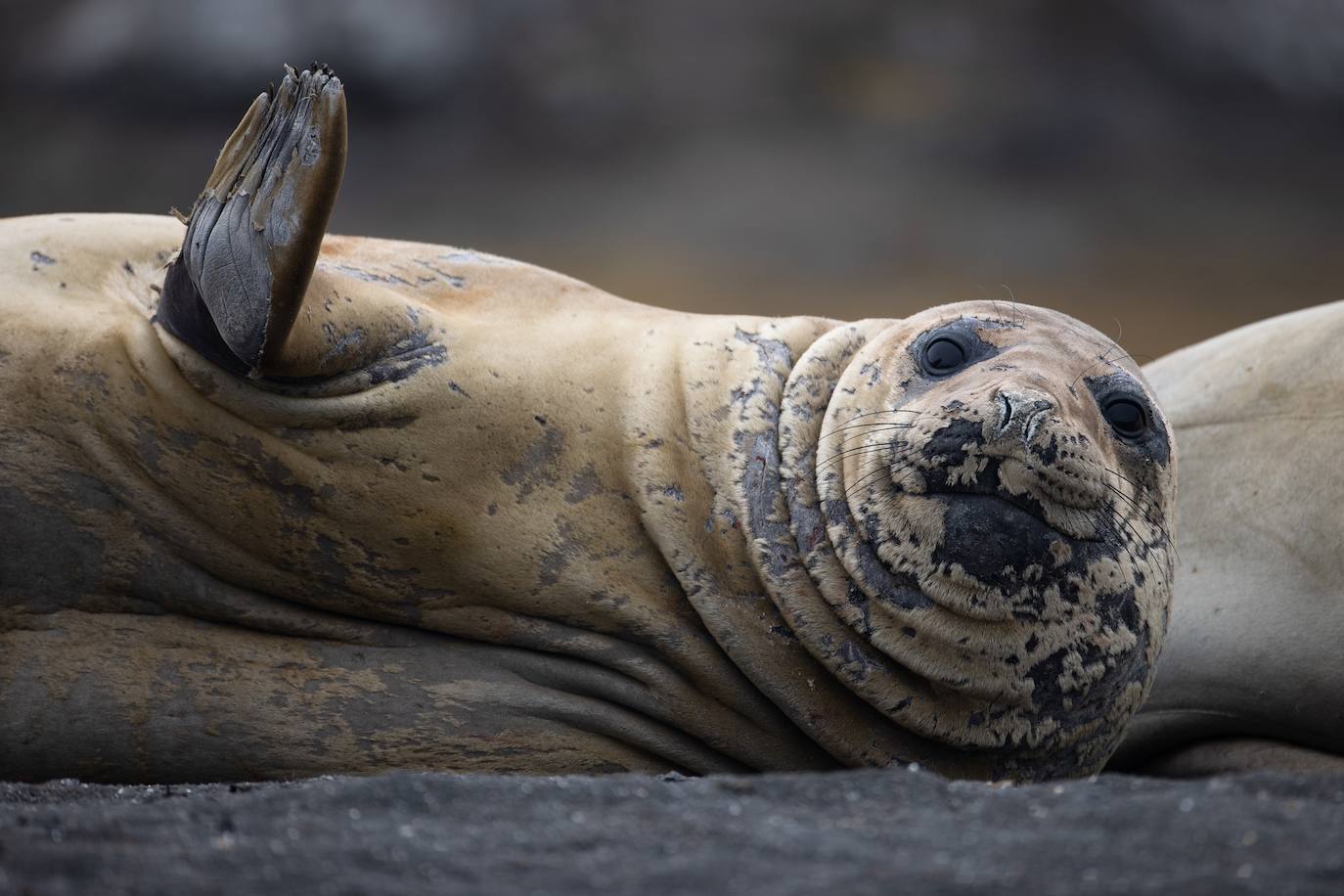 Fotos: La vida en la Antártida