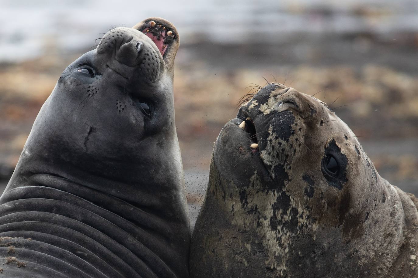 Fotos: La vida en la Antártida
