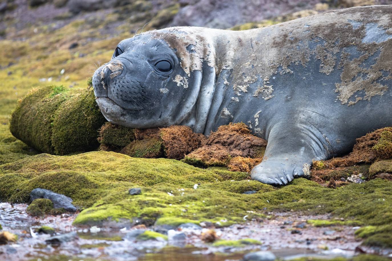 Fotos: La vida en la Antártida