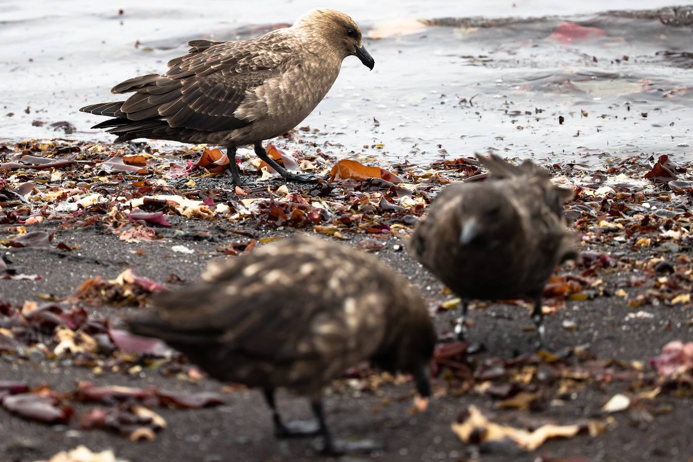 Fotos: La vida en la Antártida