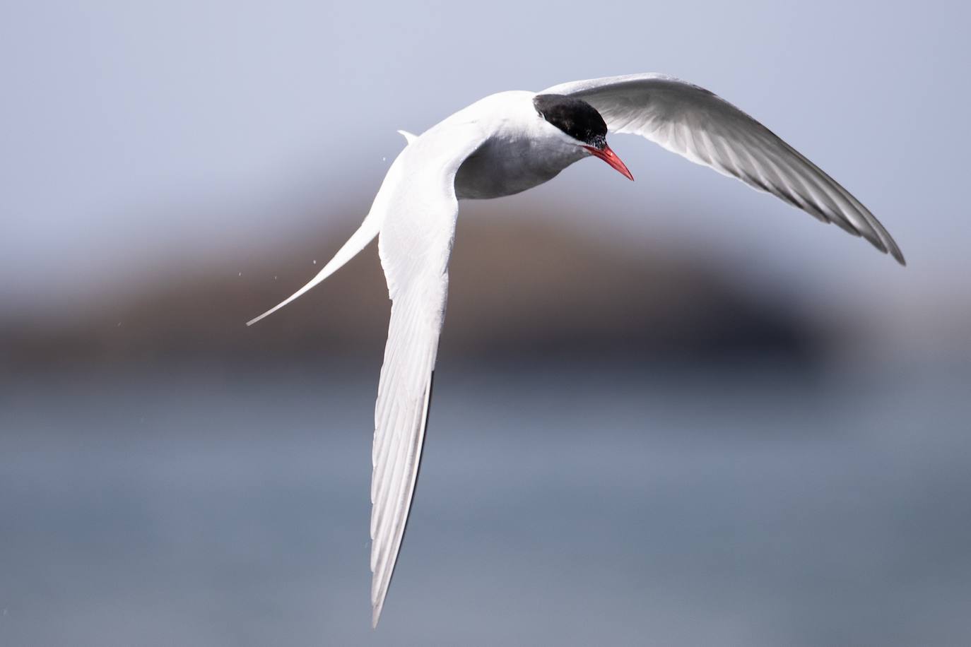 Fotos: La vida en la Antártida