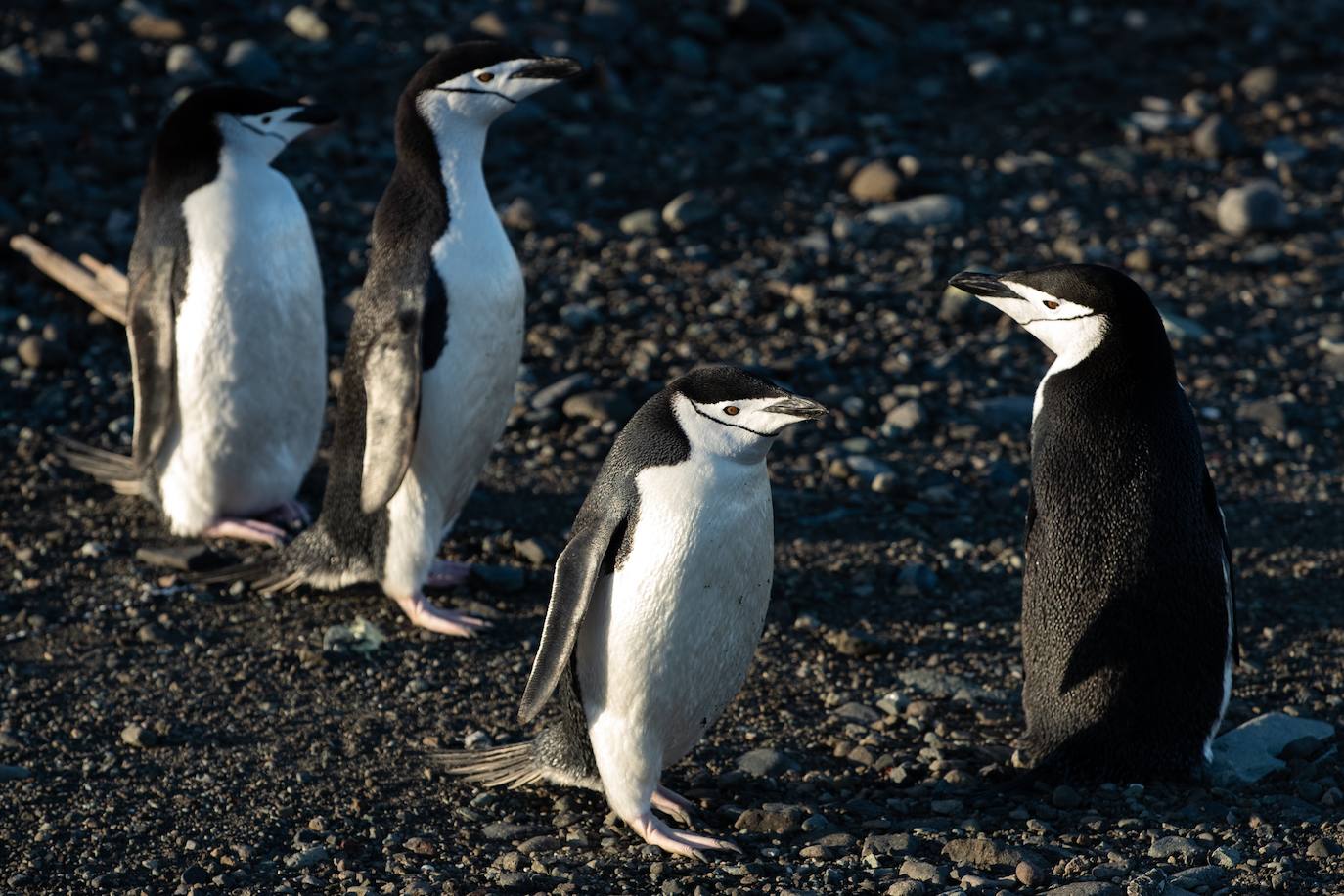 Fotos: La vida en la Antártida