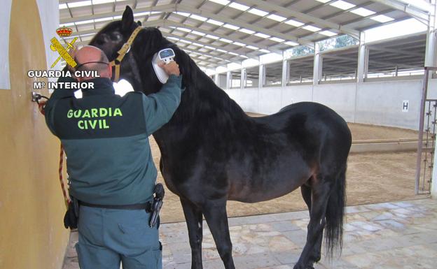 Imagen de un agente de la Guardia Civil comprobando el estado de un caballo.