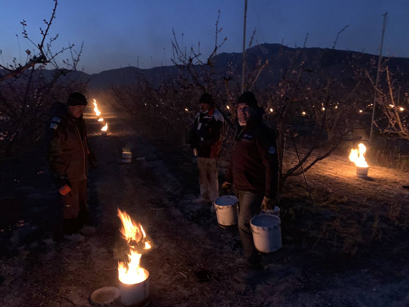 Fotos: Fuego contra las heladas en Cieza