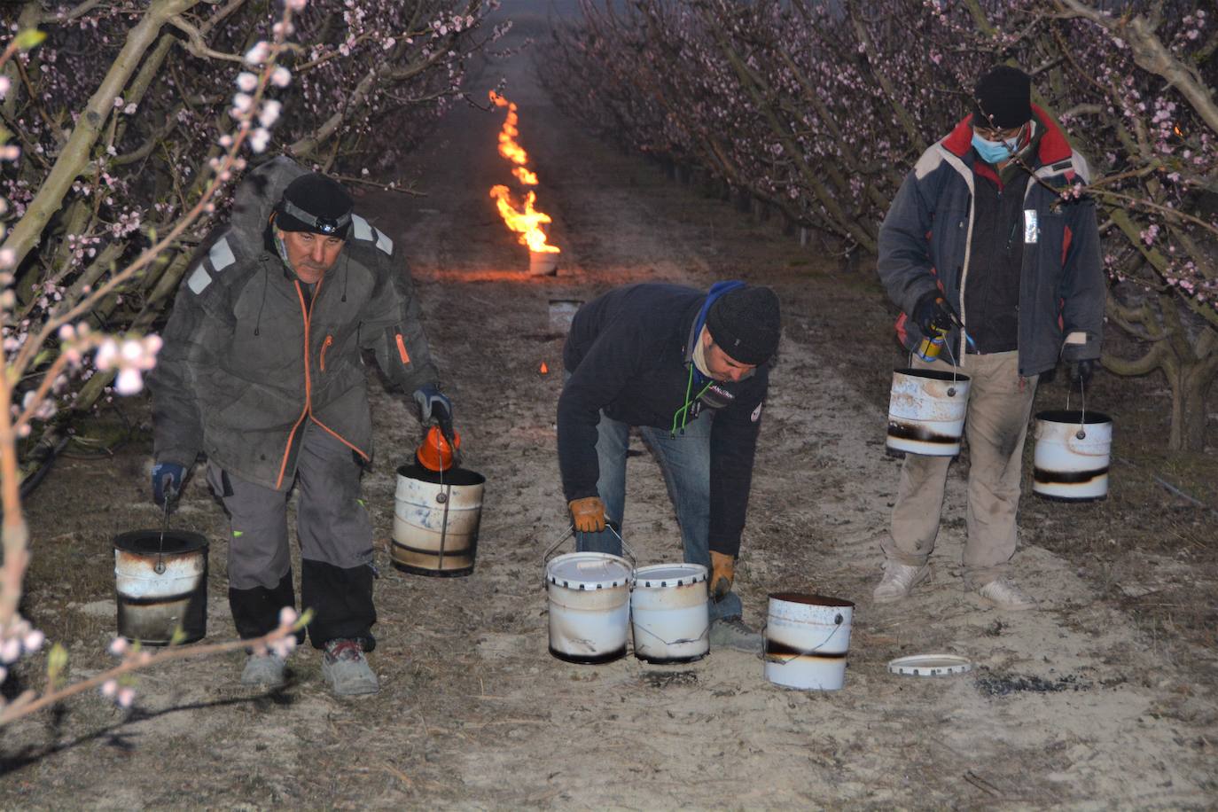 Fotos: Fuego contra las heladas en Cieza