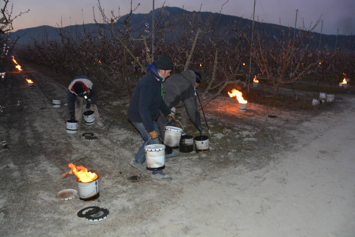 Fotos: Fuego contra las heladas en Cieza