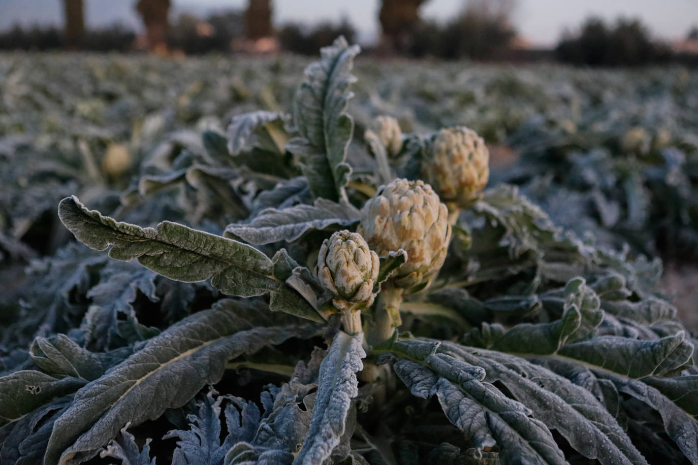 Fotos: Las heladas manchan las hortalizas en cultivo en Lorca