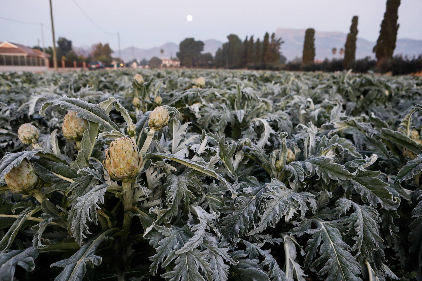 Fotos: Las heladas manchan las hortalizas en cultivo en Lorca