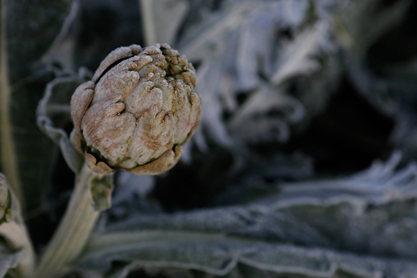 Fotos: Las heladas manchan las hortalizas en cultivo en Lorca