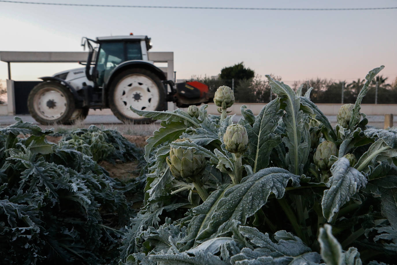 Fotos: Las heladas manchan las hortalizas en cultivo en Lorca