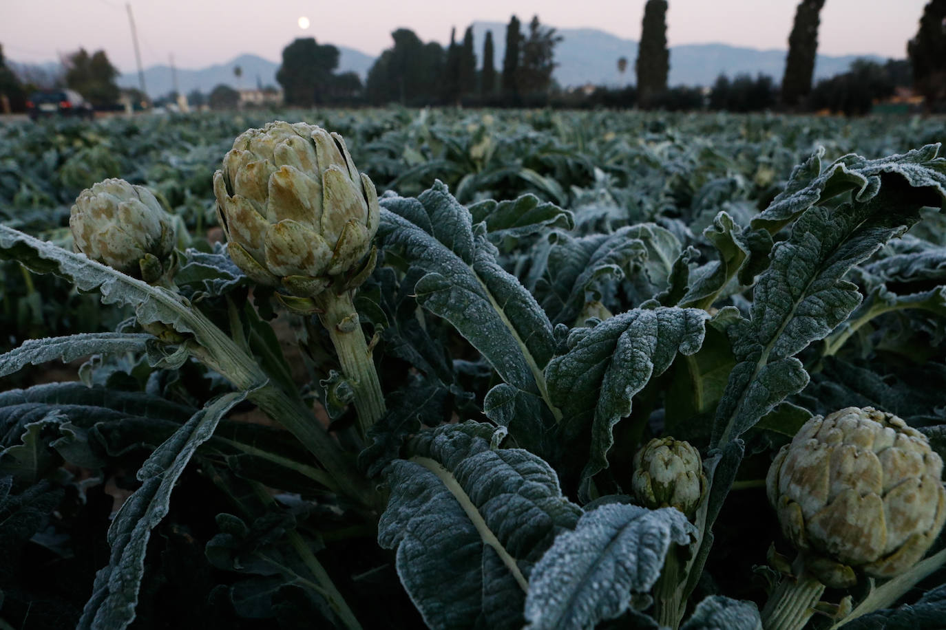 Fotos: Las heladas manchan las hortalizas en cultivo en Lorca