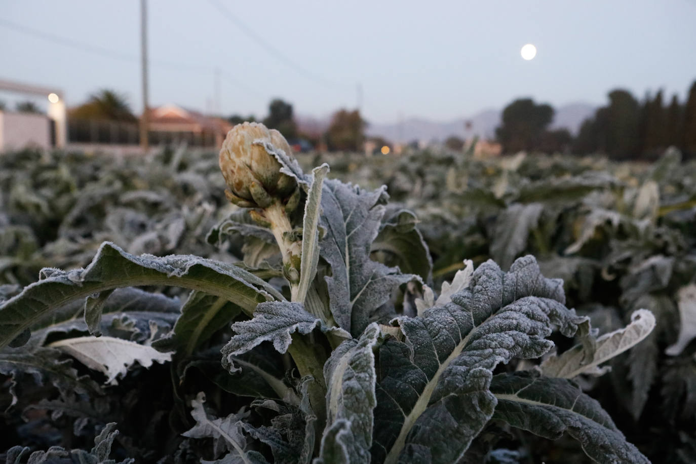 Fotos: Las heladas manchan las hortalizas en cultivo en Lorca