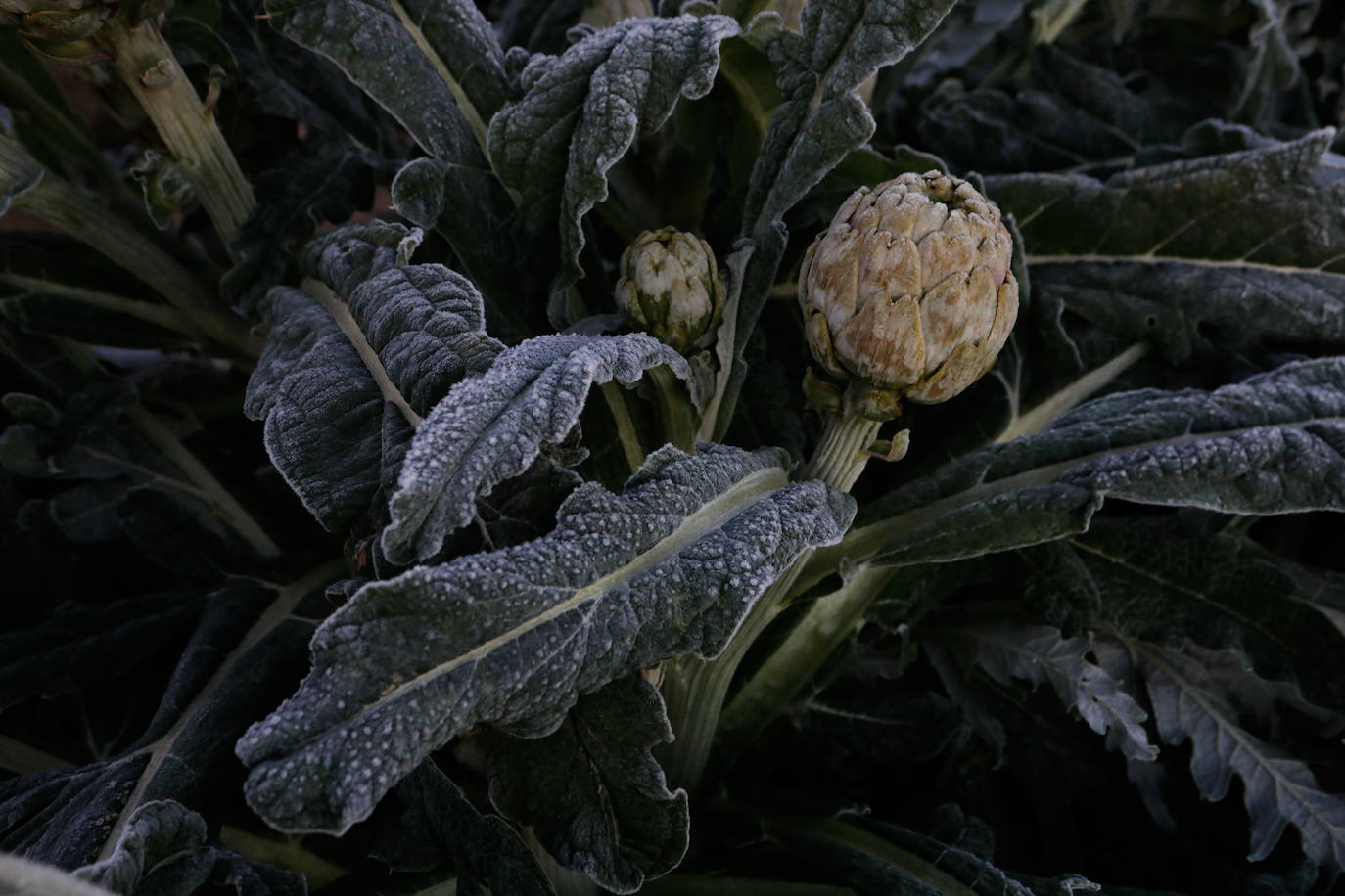 Fotos: Las heladas manchan las hortalizas en cultivo en Lorca