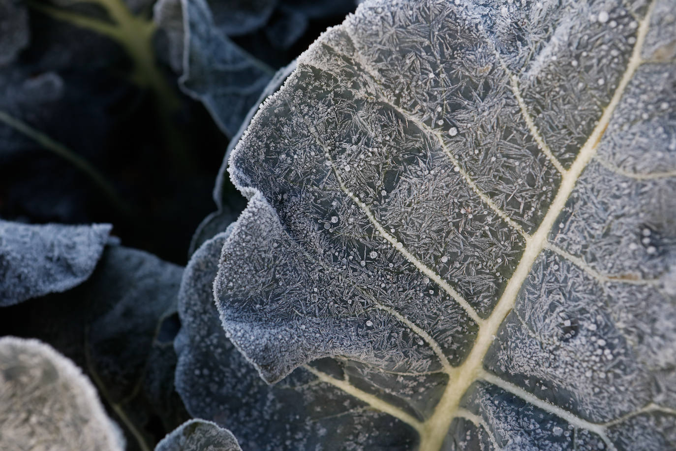 Fotos: Las heladas manchan las hortalizas en cultivo en Lorca