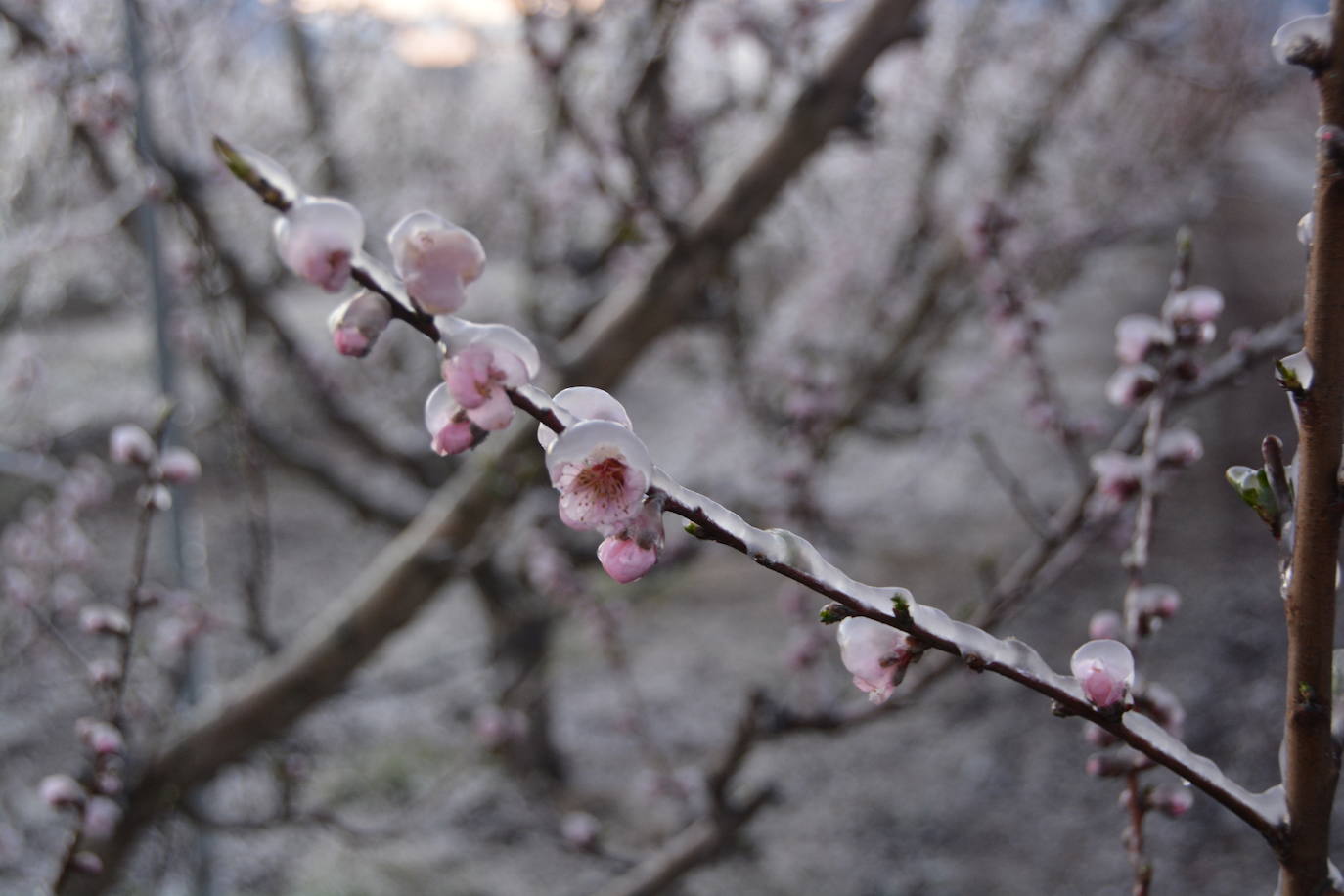Fotos: Los agricultores de Cieza congelan los árboles frutales para protegerlos de las bajas temperaturas