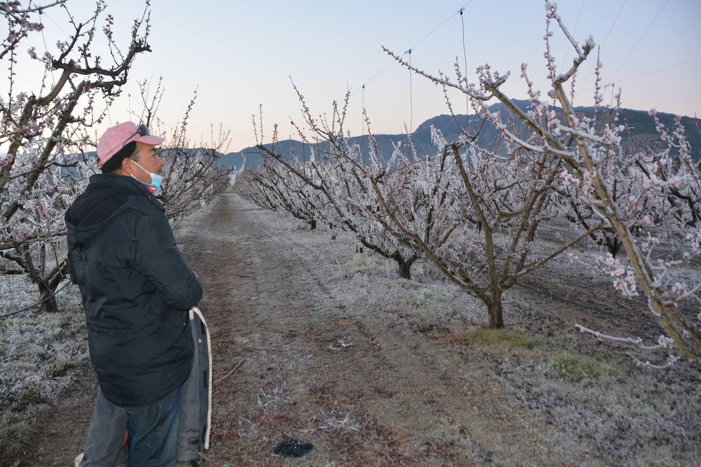 Fotos: Los agricultores de Cieza congelan los árboles frutales para protegerlos de las bajas temperaturas