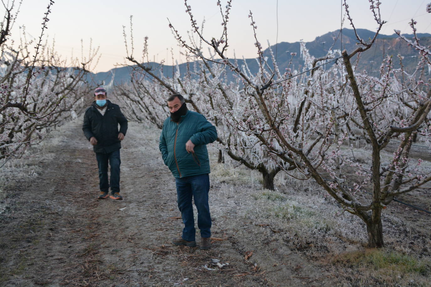 Fotos: Los agricultores de Cieza congelan los árboles frutales para protegerlos de las bajas temperaturas