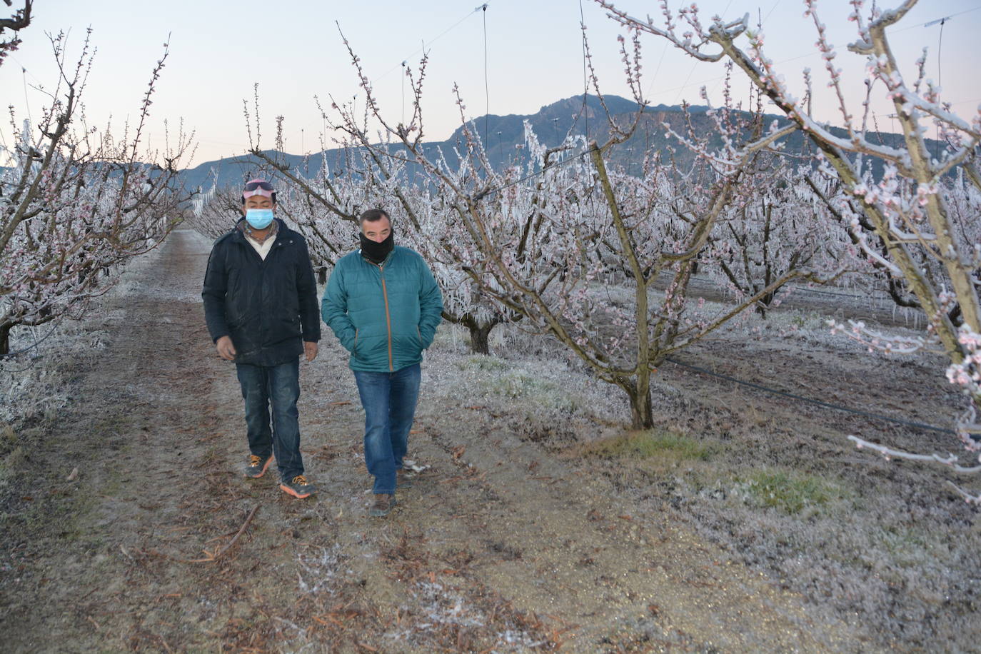 Fotos: Los agricultores de Cieza congelan los árboles frutales para protegerlos de las bajas temperaturas