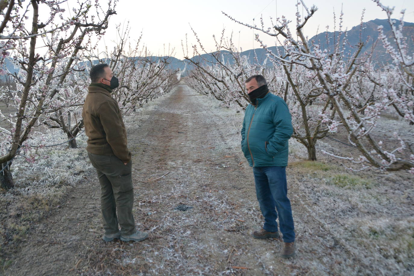 Fotos: Los agricultores de Cieza congelan los árboles frutales para protegerlos de las bajas temperaturas