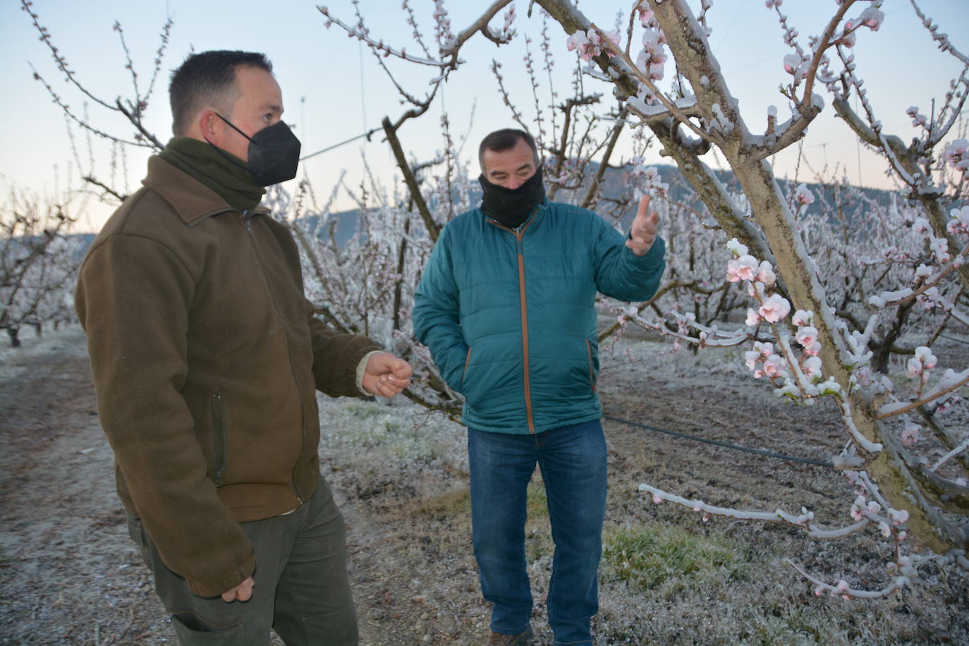 Fotos: Los agricultores de Cieza congelan los árboles frutales para protegerlos de las bajas temperaturas