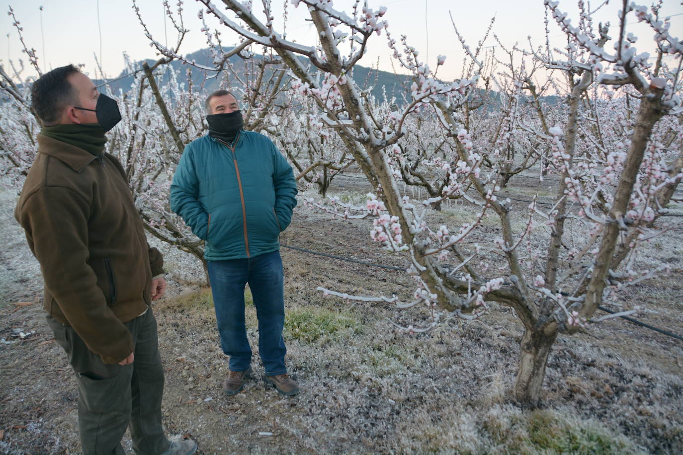 Fotos: Los agricultores de Cieza congelan los árboles frutales para protegerlos de las bajas temperaturas