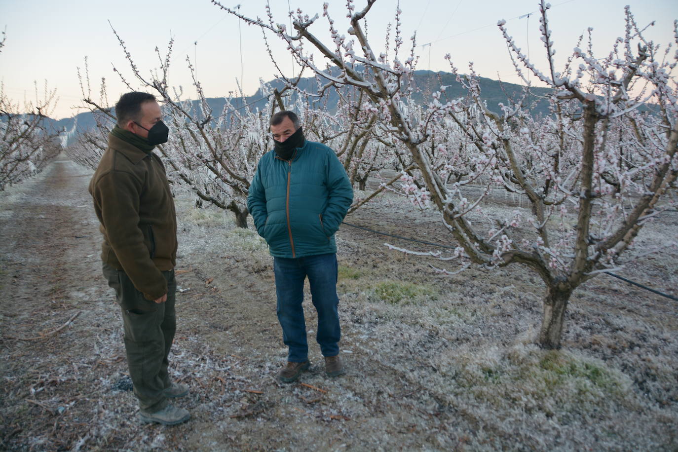 Fotos: Los agricultores de Cieza congelan los árboles frutales para protegerlos de las bajas temperaturas