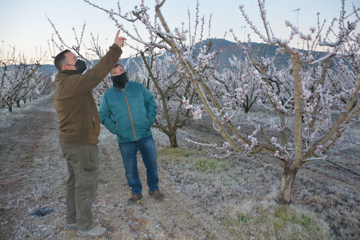 Fotos: Los agricultores de Cieza congelan los árboles frutales para protegerlos de las bajas temperaturas