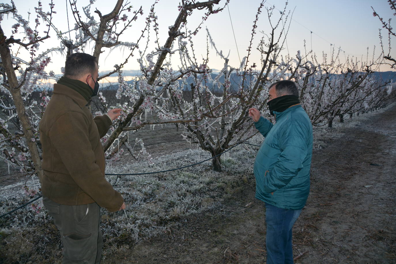 Fotos: Los agricultores de Cieza congelan los árboles frutales para protegerlos de las bajas temperaturas