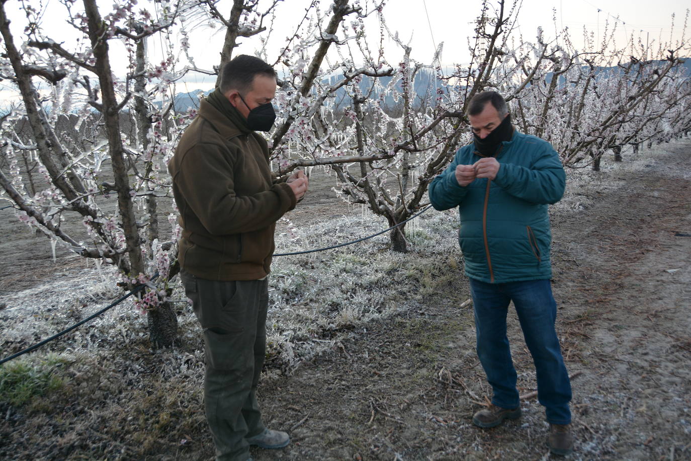 Fotos: Los agricultores de Cieza congelan los árboles frutales para protegerlos de las bajas temperaturas