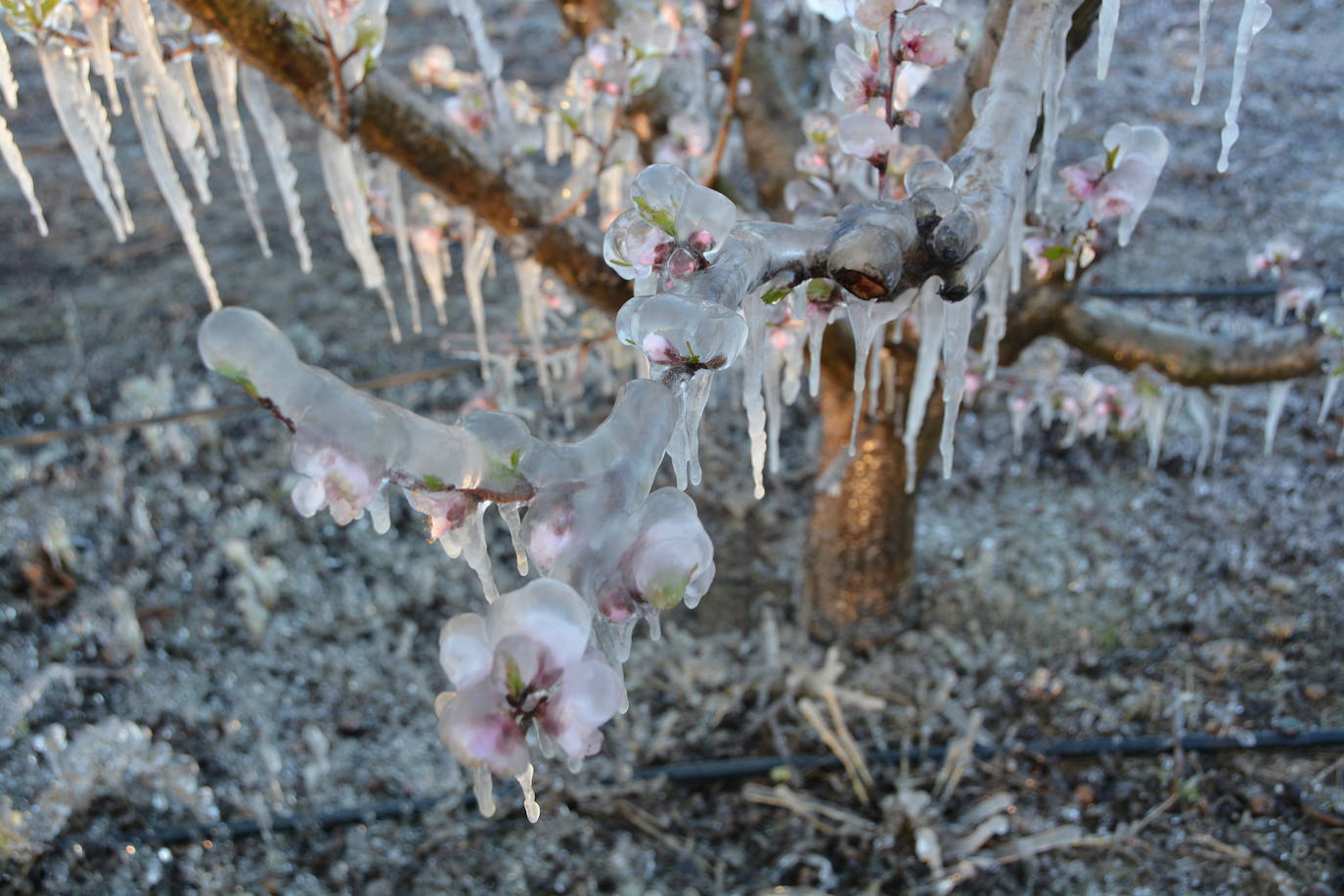 Fotos: Los agricultores de Cieza congelan los árboles frutales para protegerlos de las bajas temperaturas