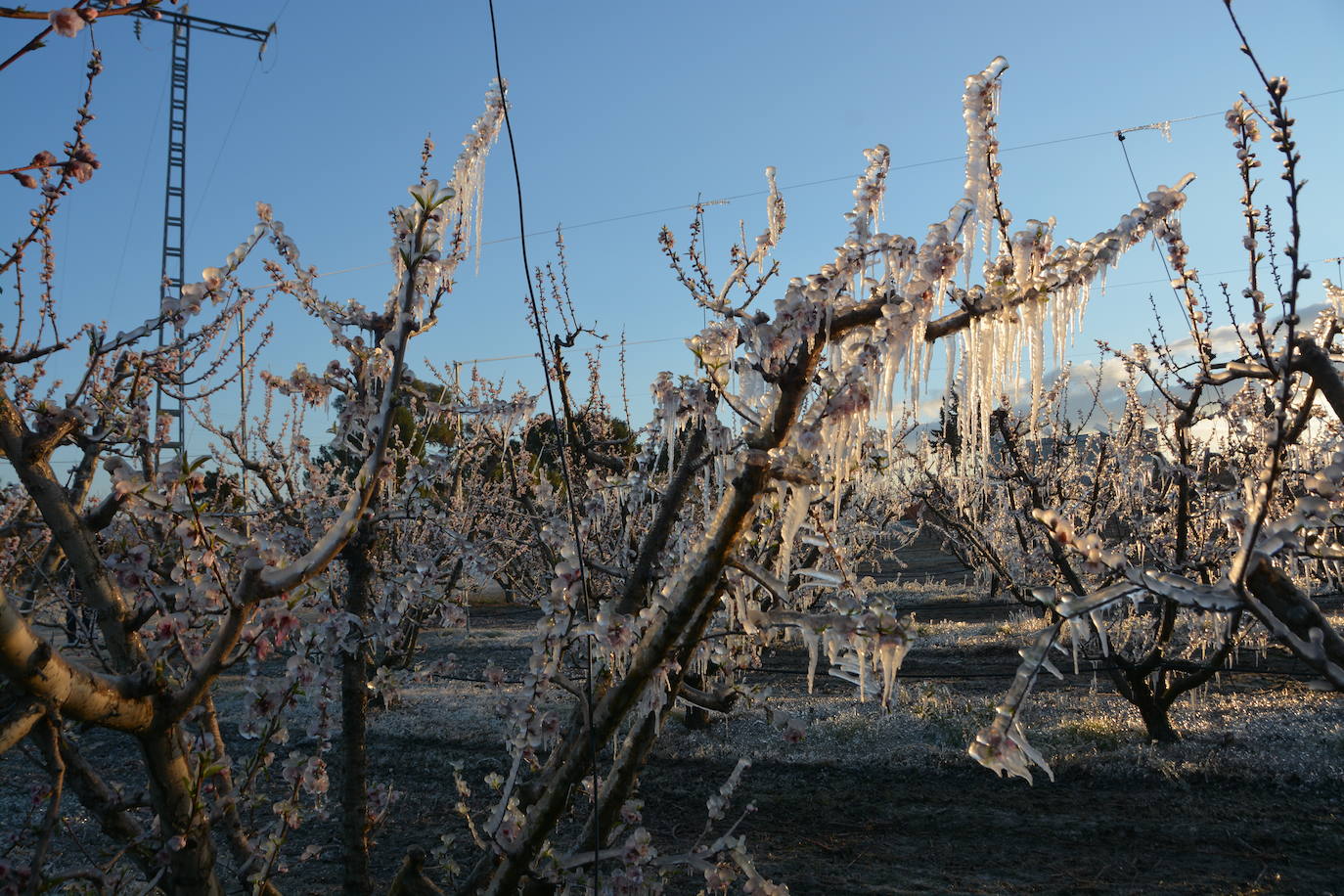Fotos: Los agricultores de Cieza congelan los árboles frutales para protegerlos de las bajas temperaturas
