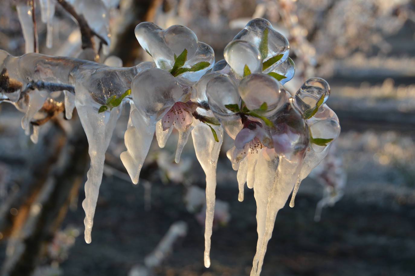 Fotos: Los agricultores de Cieza congelan los árboles frutales para protegerlos de las bajas temperaturas