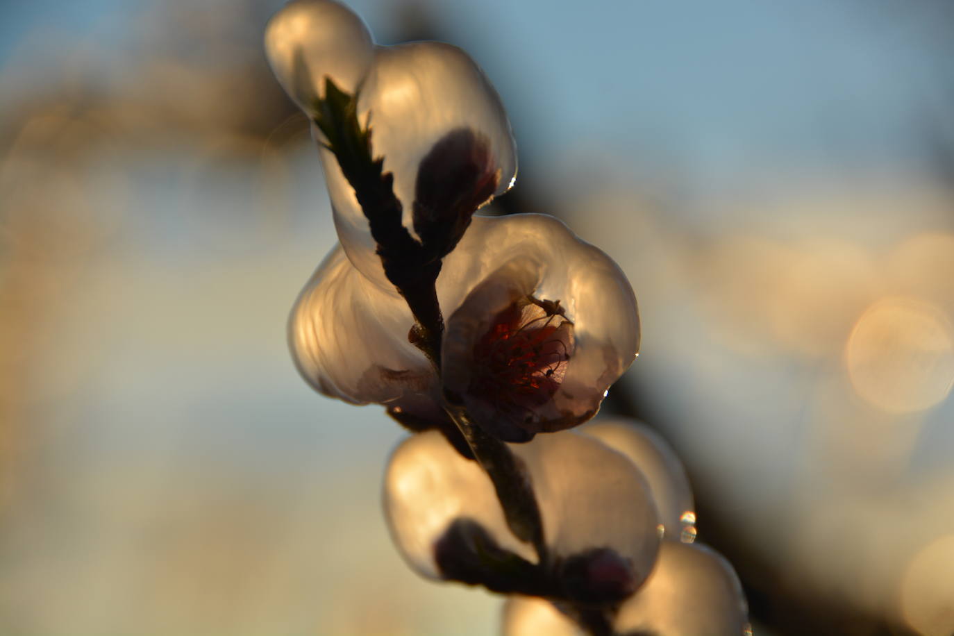 Fotos: Los agricultores de Cieza congelan los árboles frutales para protegerlos de las bajas temperaturas