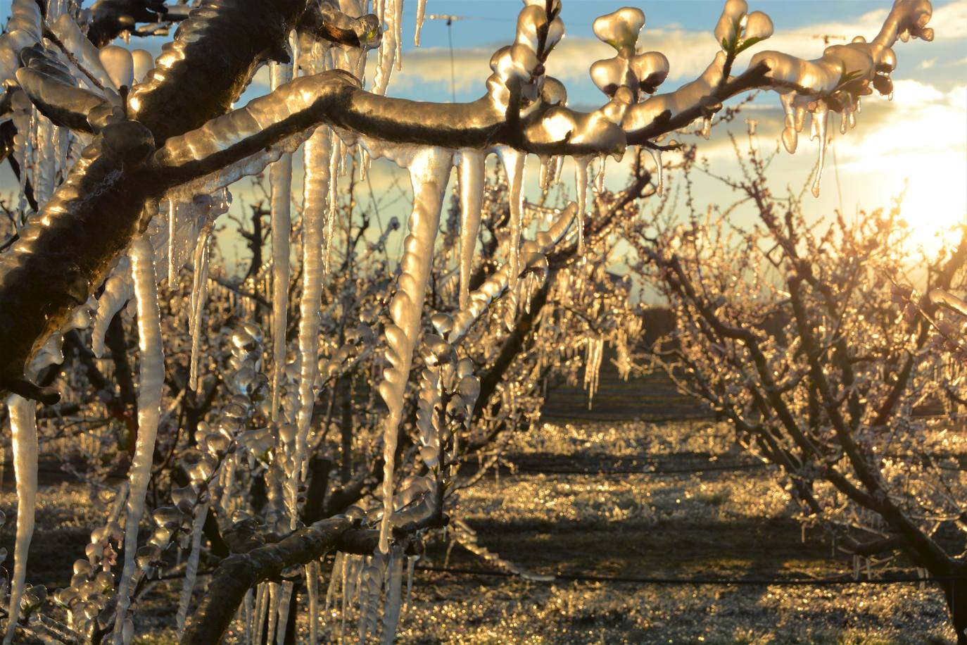 Fotos: Los agricultores de Cieza congelan los árboles frutales para protegerlos de las bajas temperaturas