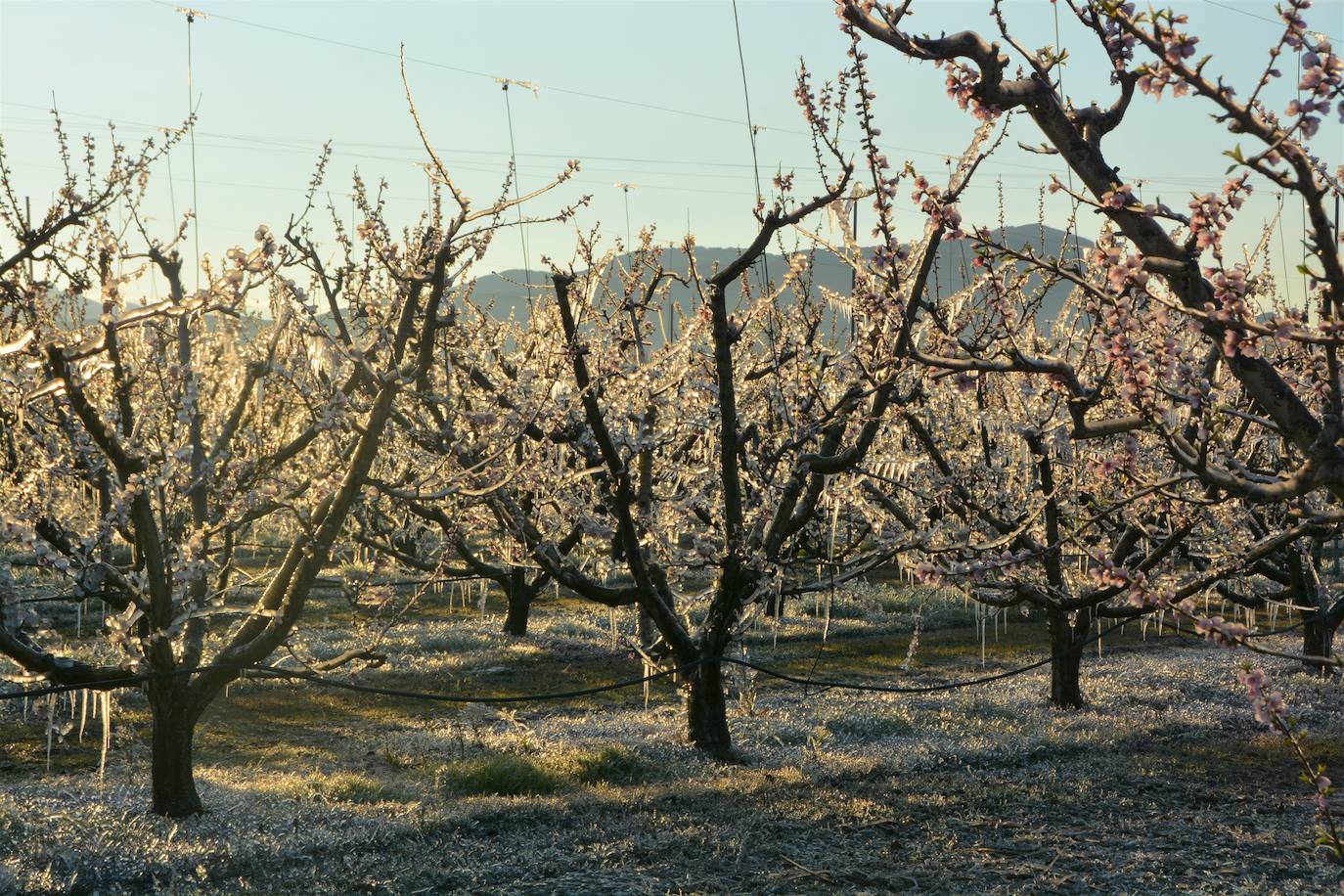 Fotos: Los agricultores de Cieza congelan los árboles frutales para protegerlos de las bajas temperaturas