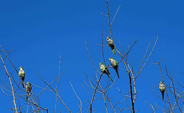 Las cotorras cortan en árboles cercanos ramas para ampliar o construir sus nidos.