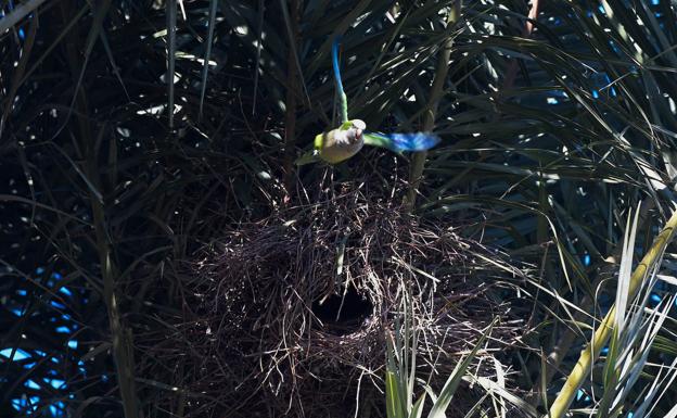 Una cotorra argentina sale de su nido, construido sobre una palmera del Malecón, en Murcia. 