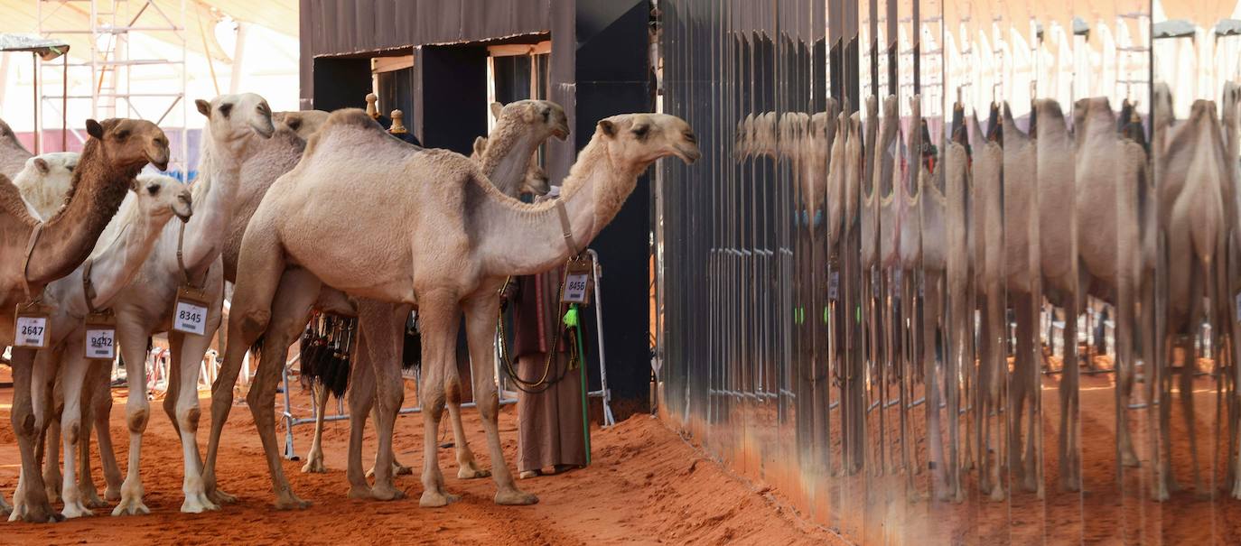 Fotos: Los camellos bellos