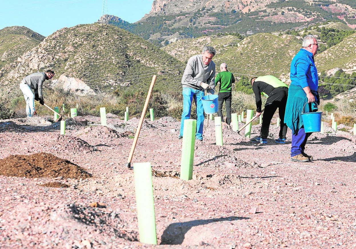Voluntarios durante la jornada de plantación y limpieza en el parque forestal Lorca Sur, ayer. 