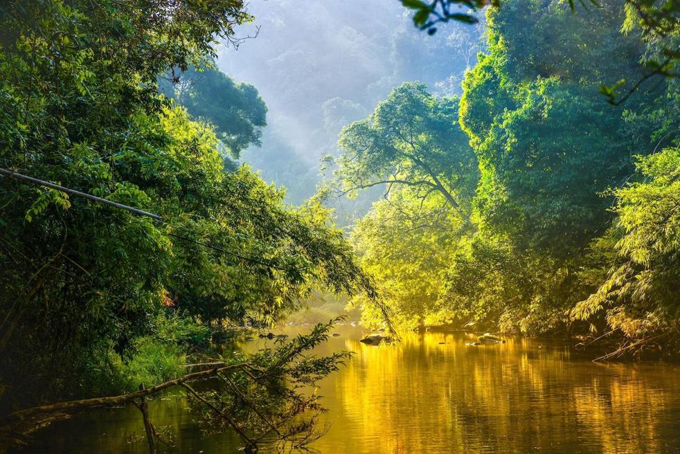 La selva tropical de la cuenca del Congo. 