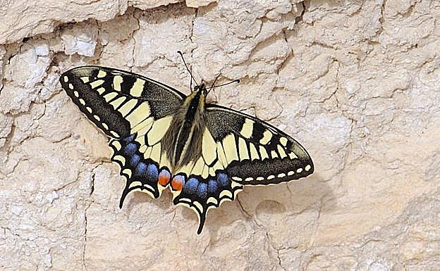 Mariposa en el Majal Blanco. 