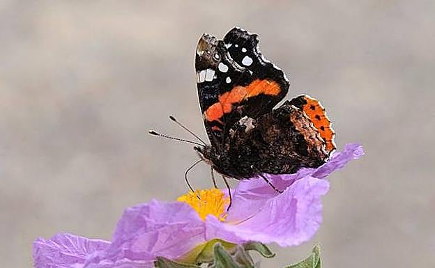 Ejemplar fotografiado en la Sierra de Carrascoy.