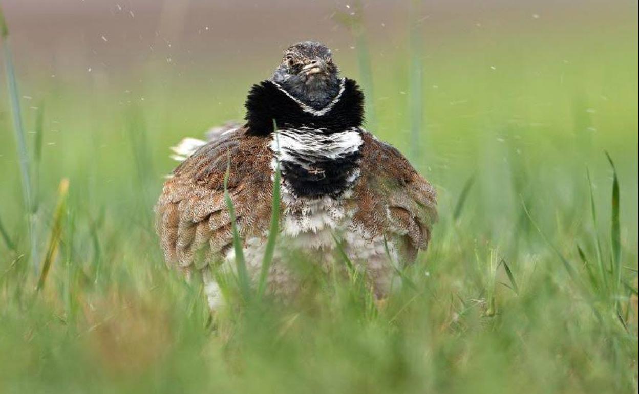 Macho de sisón común, ave esteparia amenazada en la Región de Murcia.
