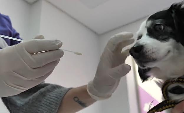 Un perro se somete a una prueba para extraer su ADN.